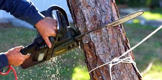Best Soil Testing and Treatment  in Temple Terrace, FL