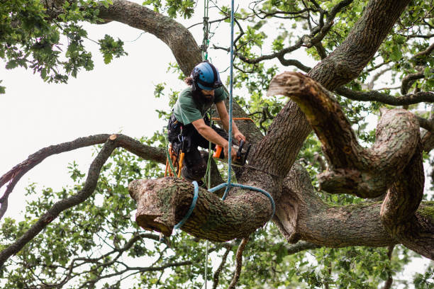 Best Tree Disease Treatment  in Temple Terrace, FL