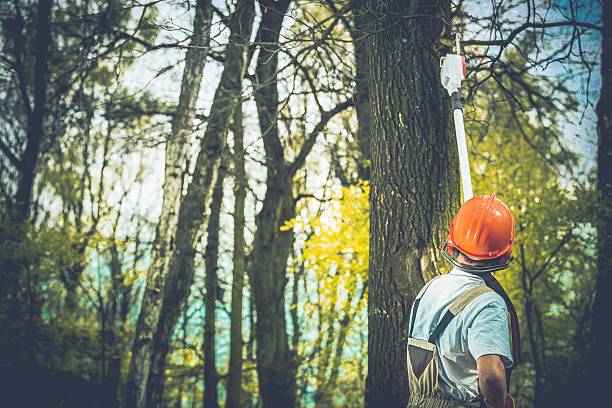 Best Hazardous Tree Removal  in Temple Terrace, FL
